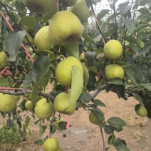 山东莱阳梨，新鲜上市，品质保证，量大从优，欢迎咨询