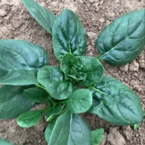 趴地菠菜