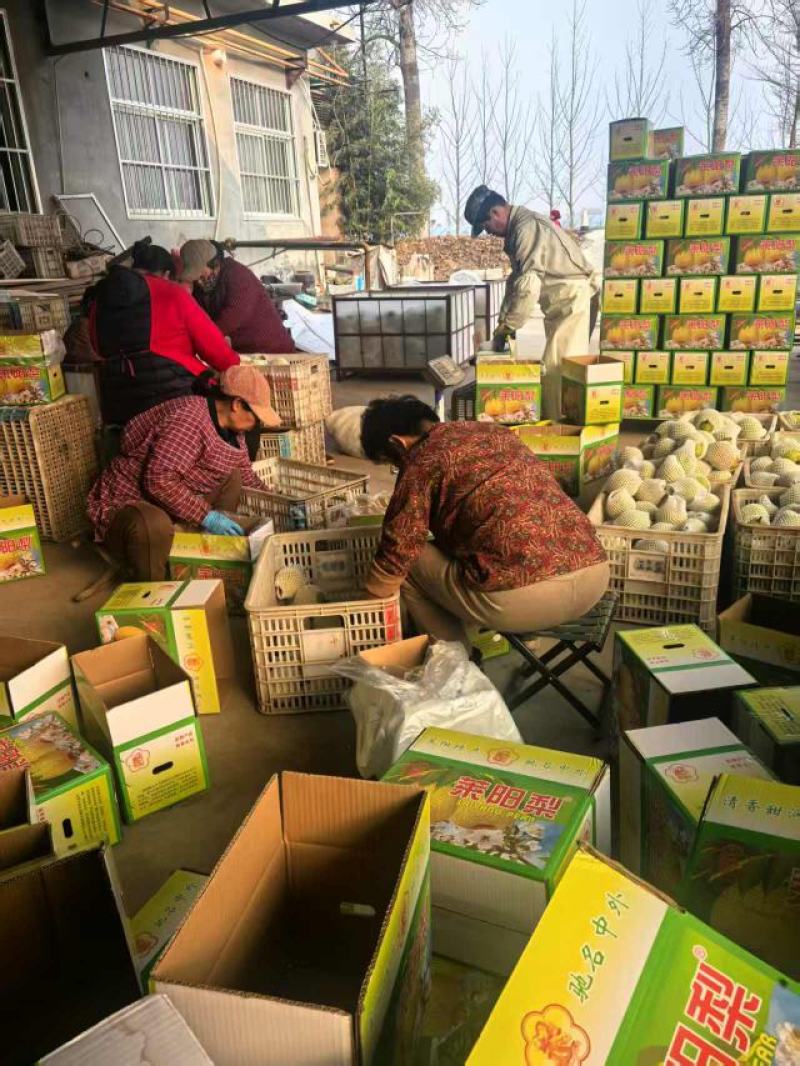 山东莱阳梨，新鲜上市，品质保证，量大从优，欢迎咨询