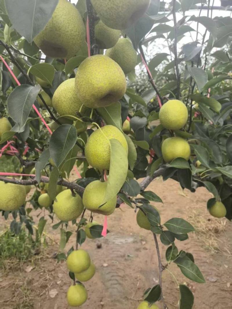 山东莱阳梨，新鲜上市，品质保证，量大从优，欢迎咨询