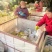 山东莱阳梨，新鲜上市，品质保证，量大从优，欢迎咨询