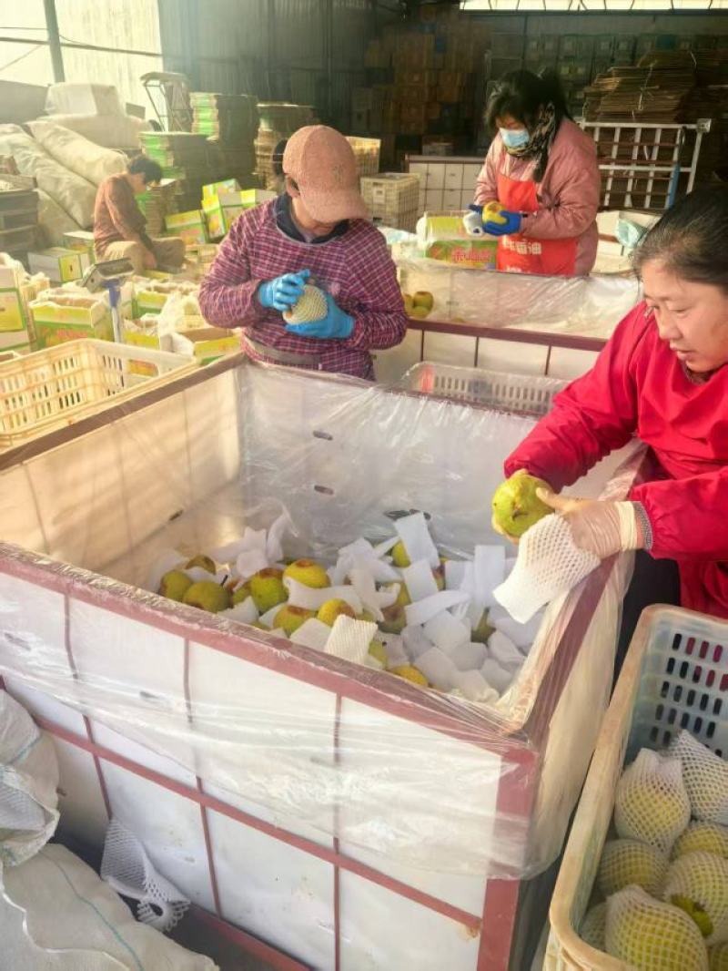 山东莱阳梨，新鲜上市，品质保证，量大从优，欢迎咨询