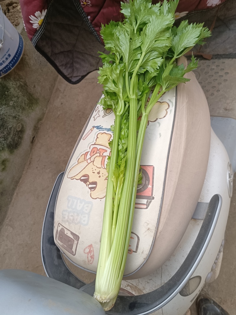 西芹