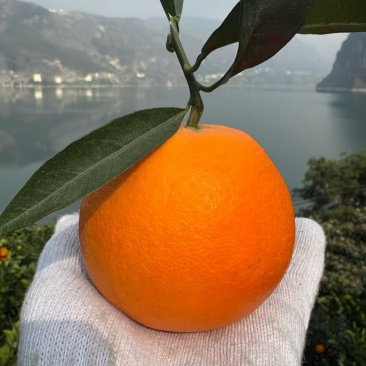 大凉山雷波脐橙