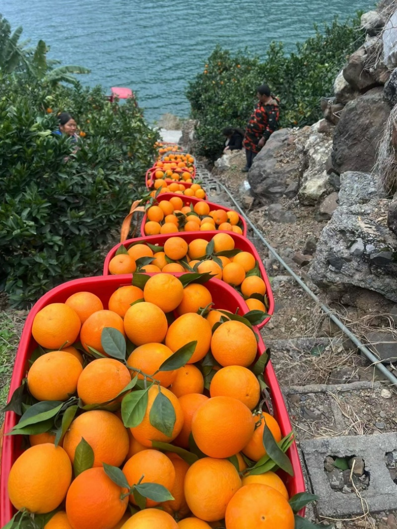 大凉山雷波脐橙
