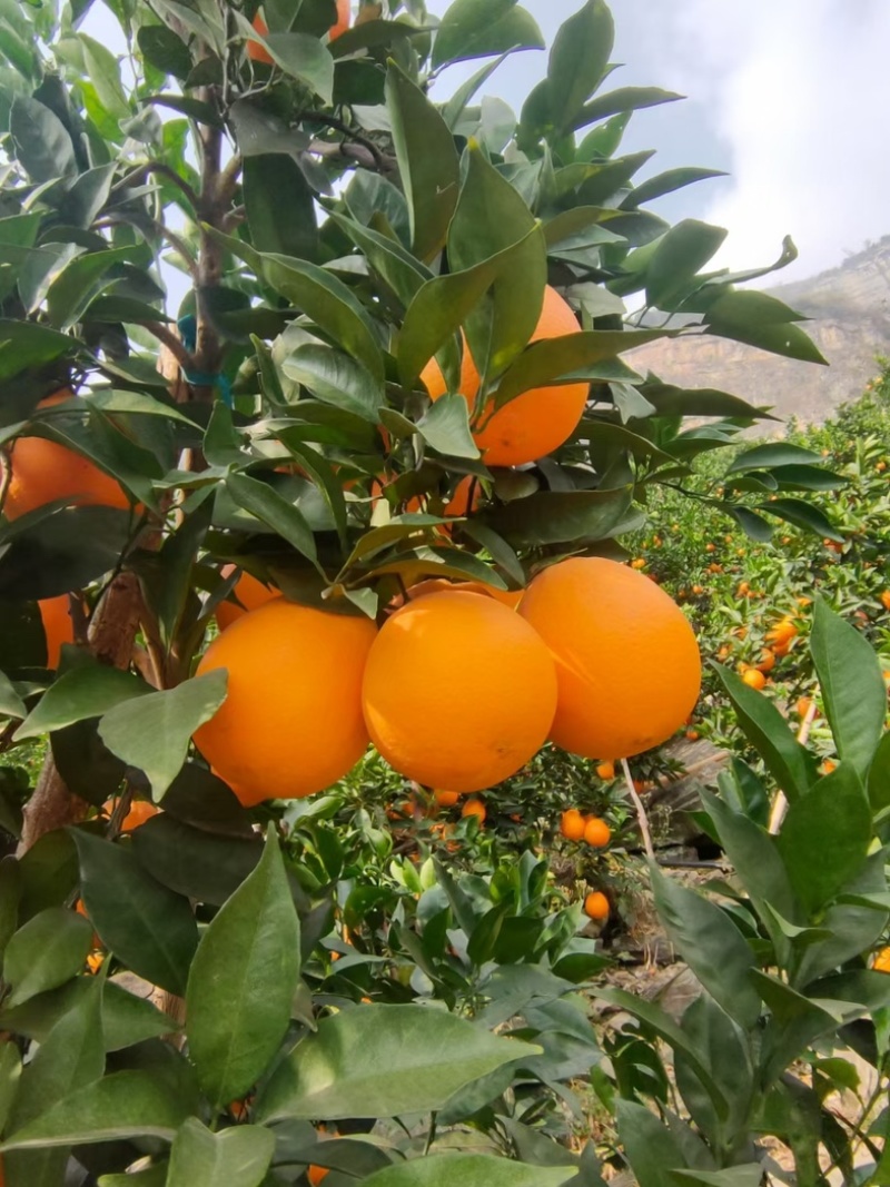 大凉山雷波脐橙
