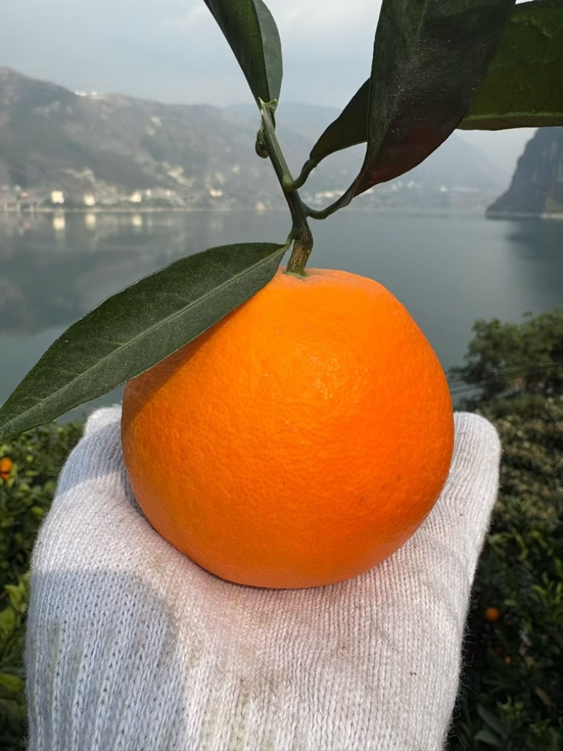 大凉山雷波脐橙