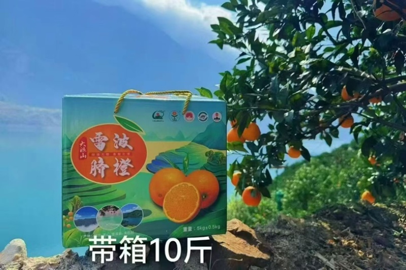 大凉山雷波脐橙
