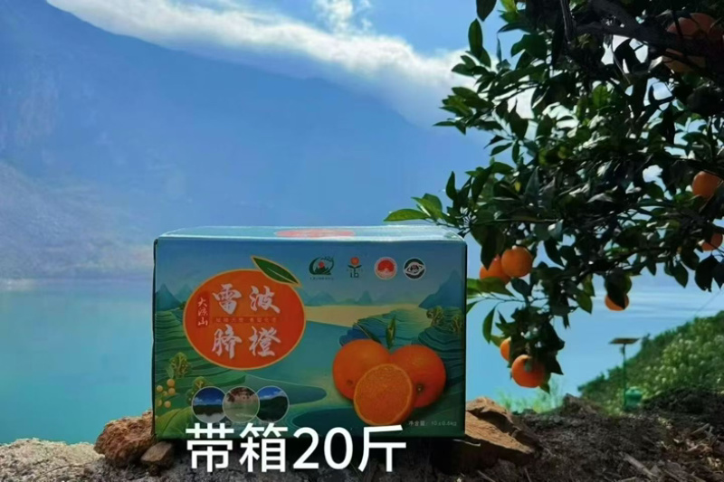 大凉山雷波脐橙