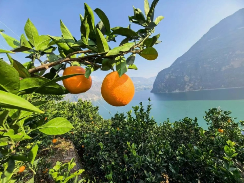 大凉山雷波脐橙