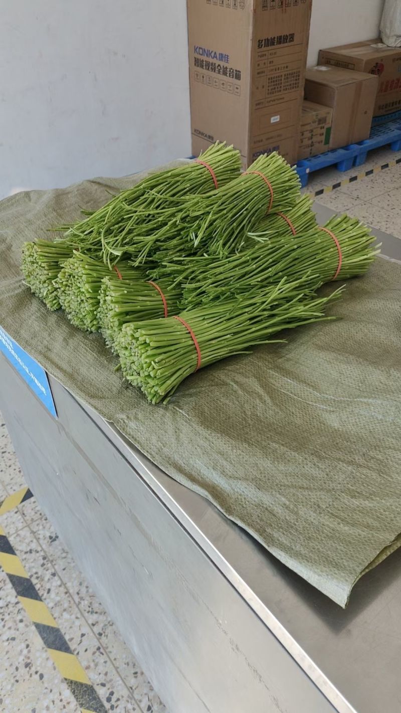 精品芦蒿需要可联系诚意+
