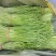 精品芦蒿需要可联系诚意+