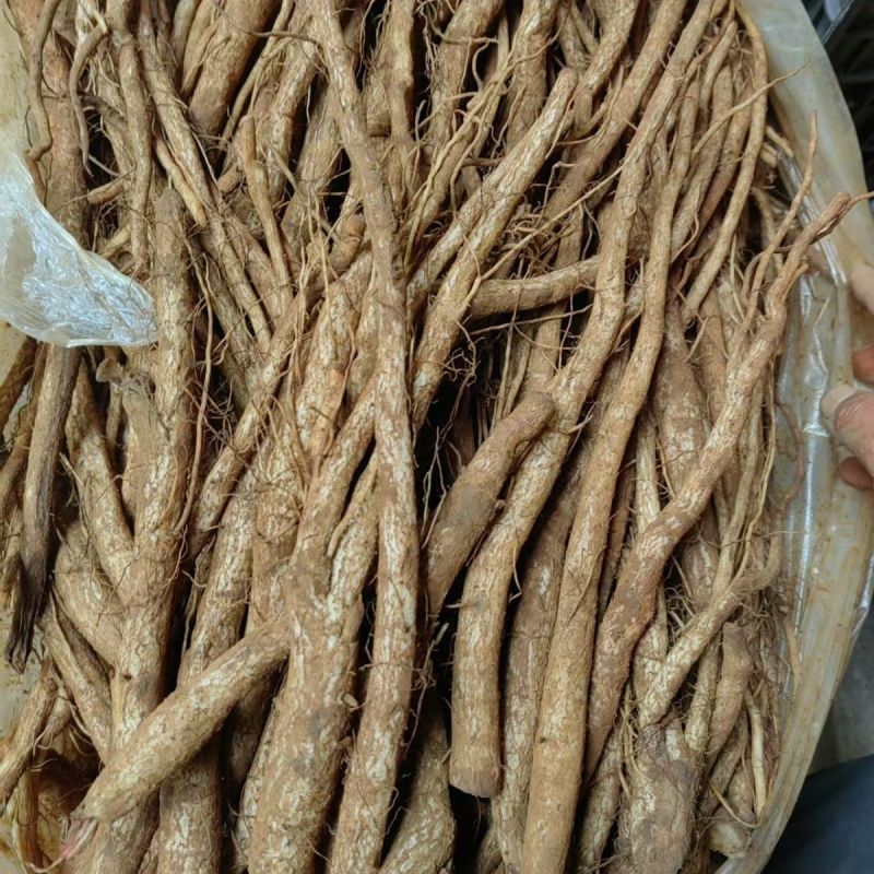 云南野生大蓟根马刺根鸡翅根恶鸡婆新鲜煲汤炖鸡排骨大蓟新鲜