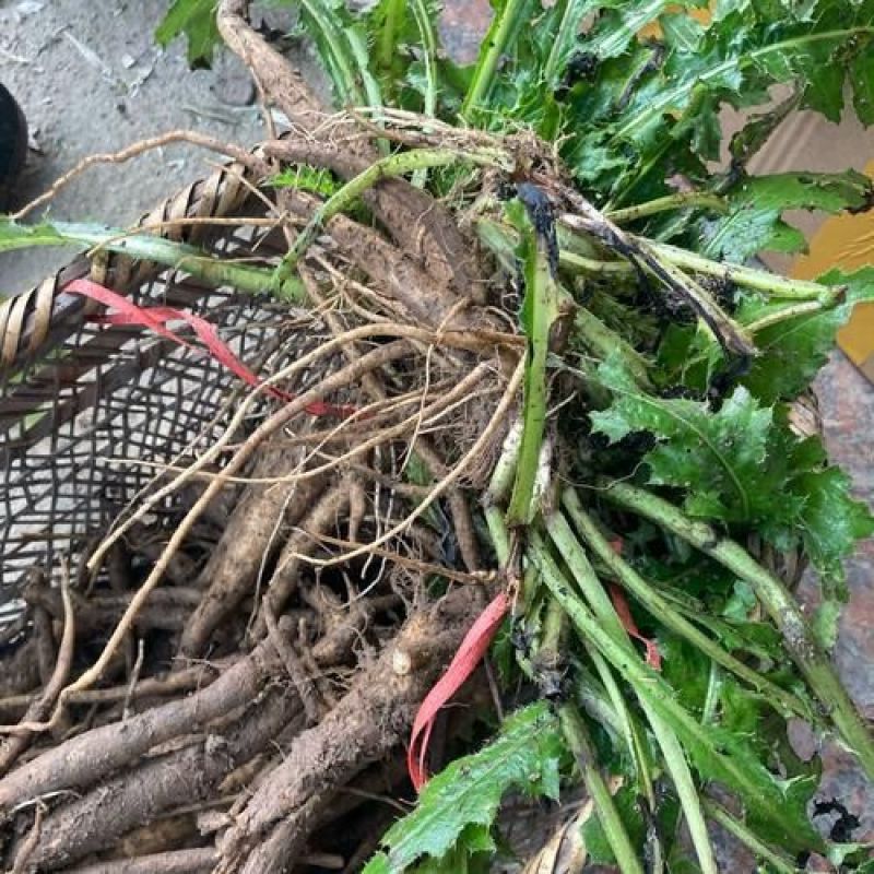 云南野生大蓟根马刺根鸡翅根恶鸡婆新鲜煲汤炖鸡排骨大蓟新鲜