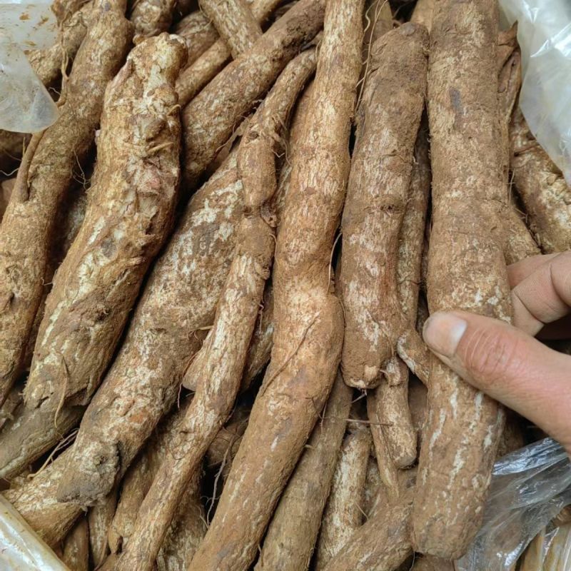 云南野生大蓟根马刺根鸡翅根恶鸡婆新鲜煲汤炖鸡排骨大蓟新鲜
