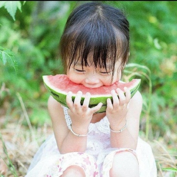 西瓜苗嫁接美都西瓜苗甜王8424直播美都西瓜