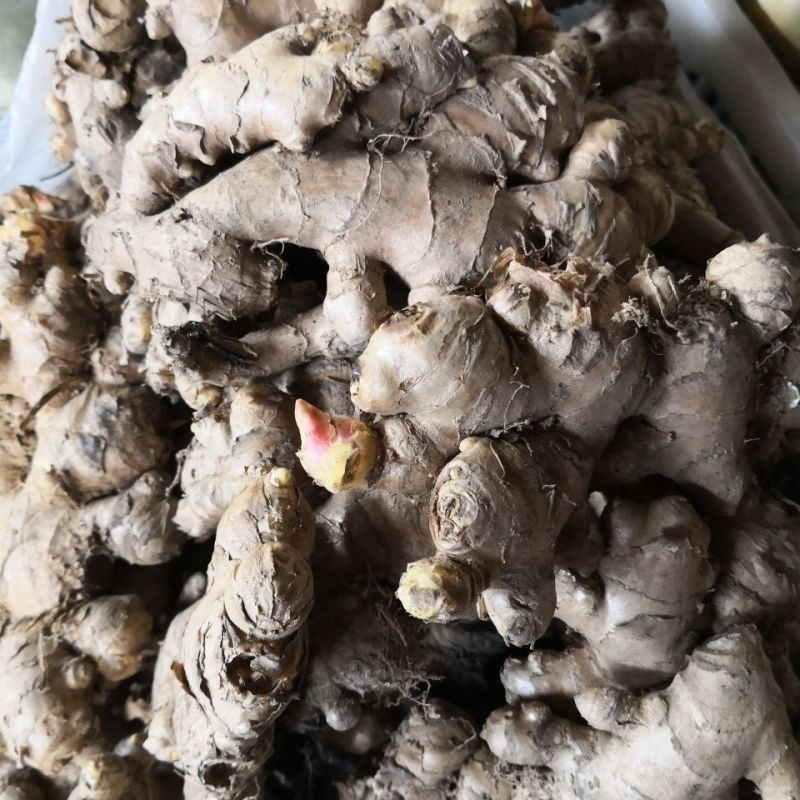 保山现挖正宗云南新鲜自种老母姜批发生姜老姜青姜月子姜整箱