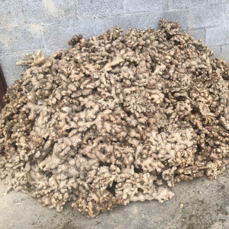 保山现挖正宗云南新鲜自种老母姜批发生姜老姜青姜月子姜整箱