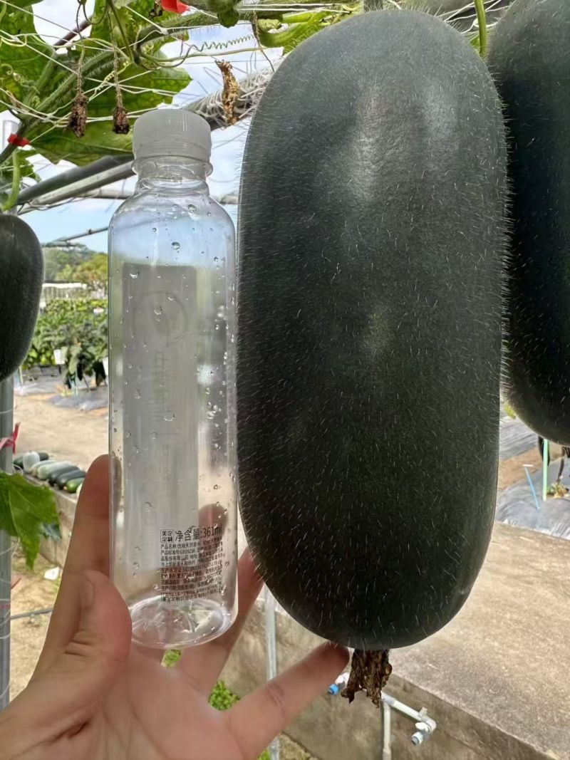 【山东小冬瓜】黑皮小冬瓜/兰陵冬瓜/精选黑皮冬瓜/便宜