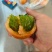 番茄苗硬粉大红草莓普罗旺斯大果口感西红柿苗