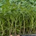 番茄苗硬粉大红草莓普罗旺斯大果口感西红柿苗
