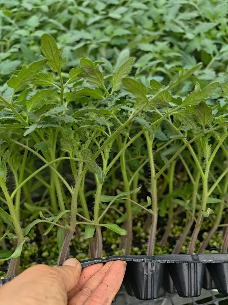 番茄苗草莓番茄普罗旺斯草莓铁皮柿子大果口感西红柿苗