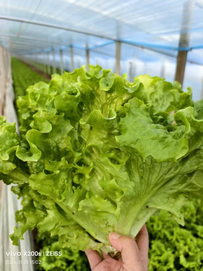 优质生菜大量上市，大棚新鲜采摘，优质新鲜