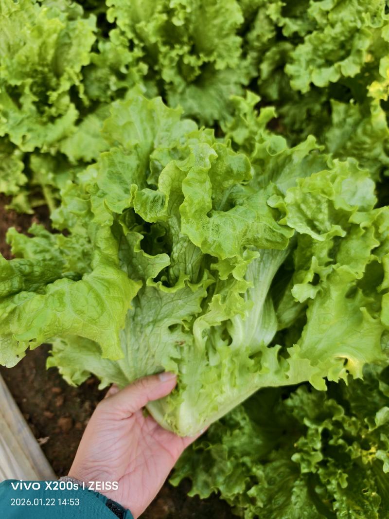 优质生菜大量上市，大棚新鲜采摘，优质新鲜