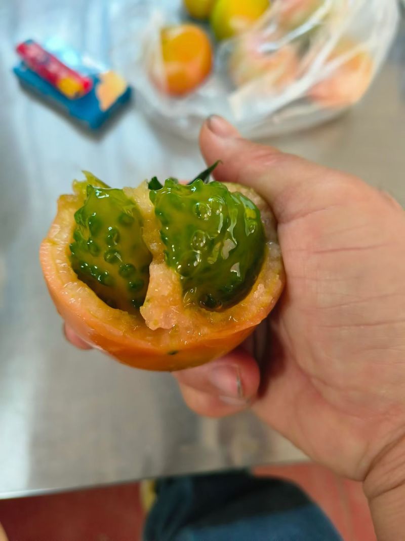 番茄苗草莓番茄普罗旺斯草莓铁皮柿子大果口感西红柿苗