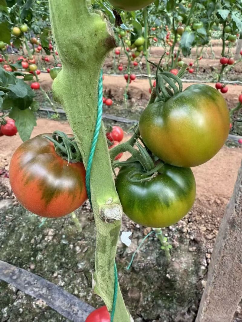 番茄苗草莓番茄普罗旺斯草莓铁皮柿子大果口感西红柿苗