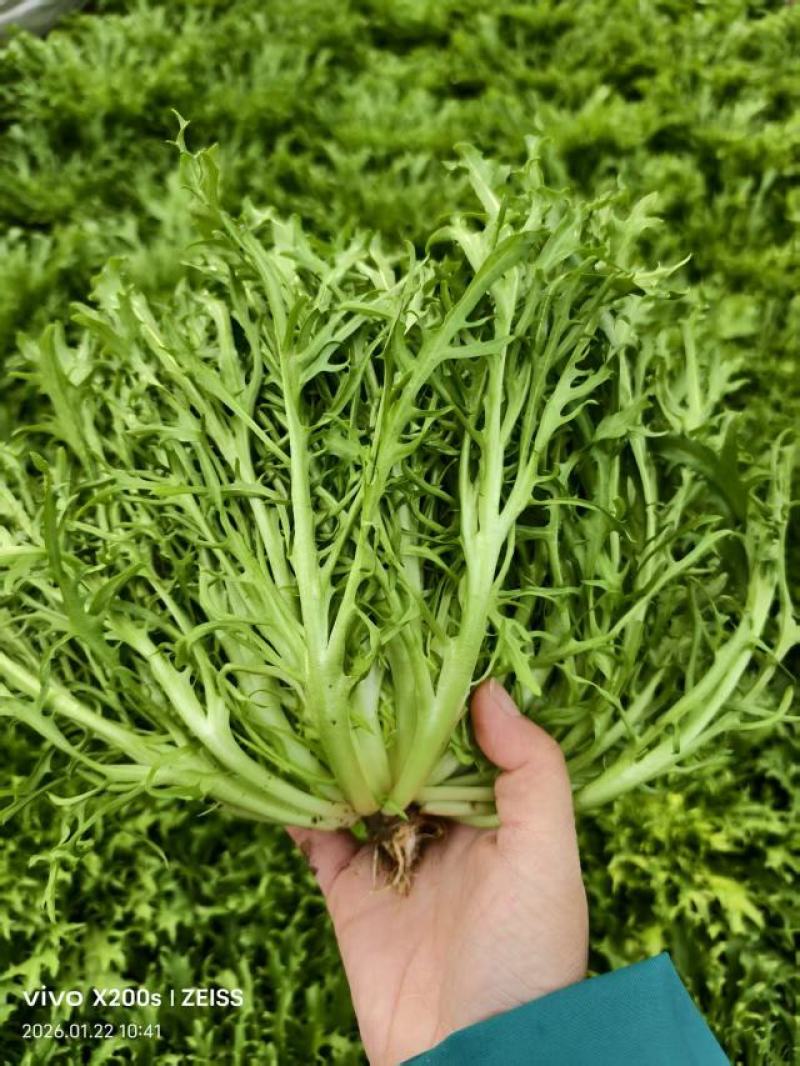 苦菊20~25cm，山东大棚产品，昌寿瓜菜合作社