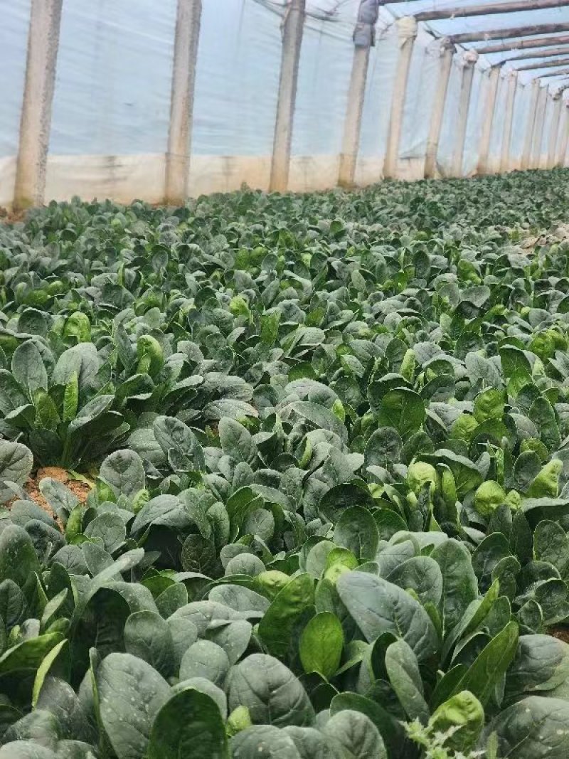 乾县大叶菠菜