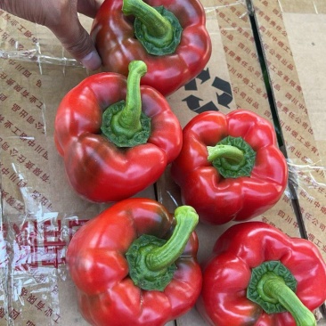 甜椒
