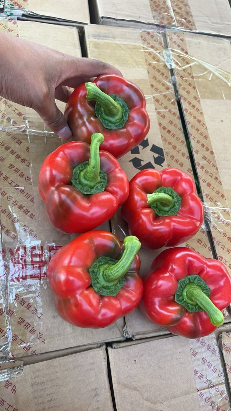 甜椒