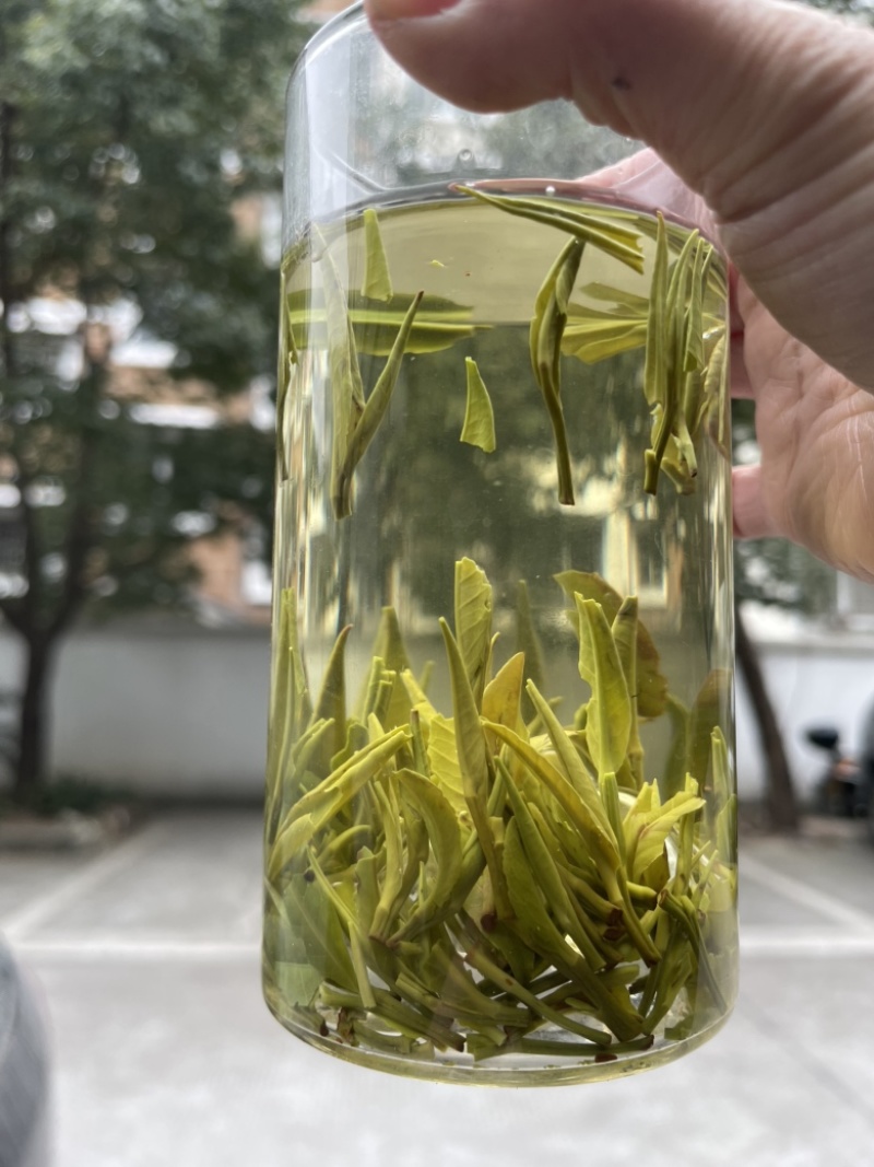 雀舌茶