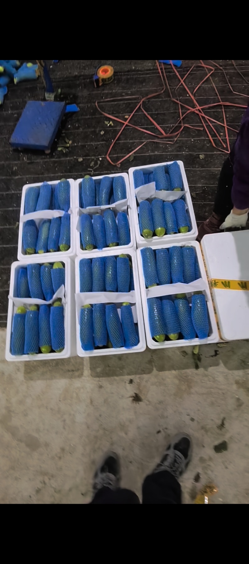西葫芦山东大棚西葫芦电商超市市场翠绿视频看货