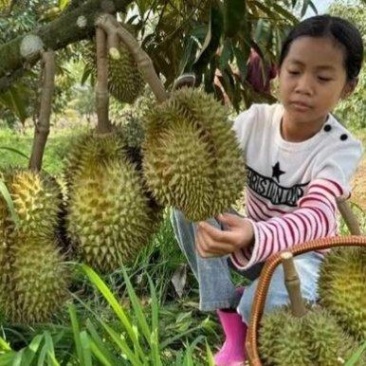 金枕榴莲一手批发价格，A果保5房，坏果包赔