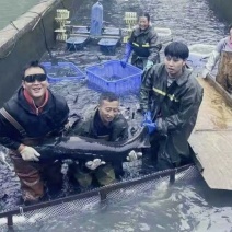 贵州山泉水生态鲟鱼，产地直发，量大从优