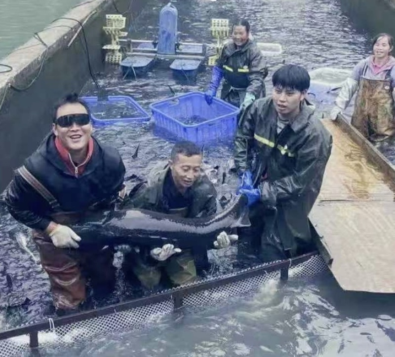 贵州山泉水生态鲟鱼，产地直发，量大从优