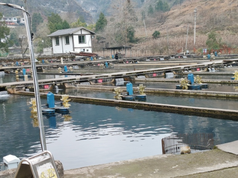 贵州山泉水生态鲟鱼，产地直发，量大从优
