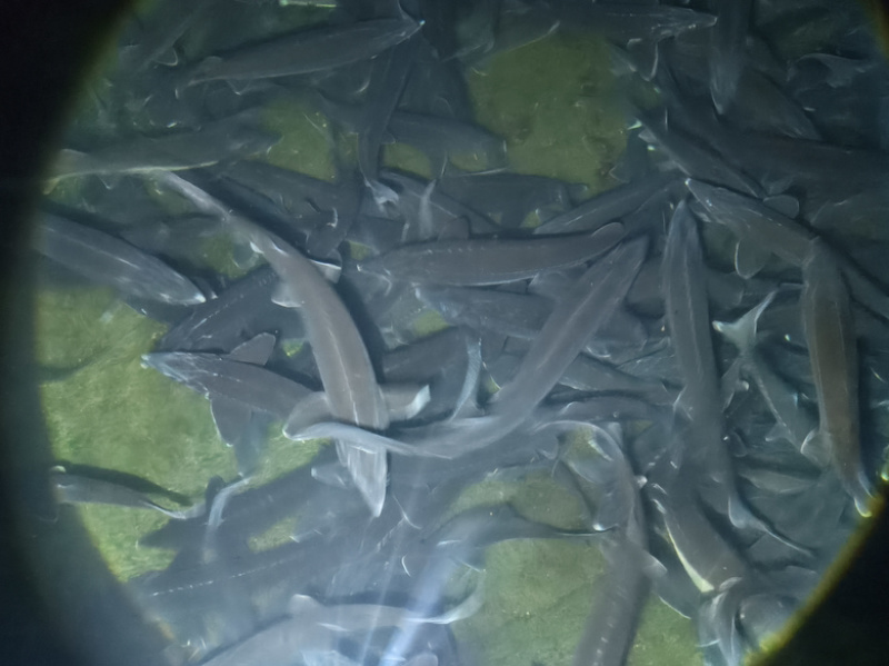 贵州山泉水生态鲟鱼，产地直发，量大从优