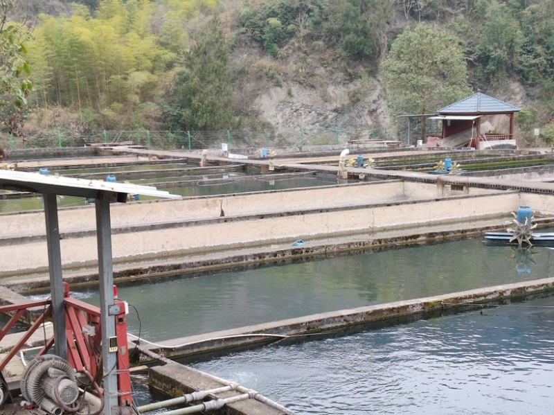 贵州山泉水生态鲟鱼，产地直发，量大从优