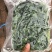 纯野生荠荠菜