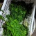 纯野生荠荠菜