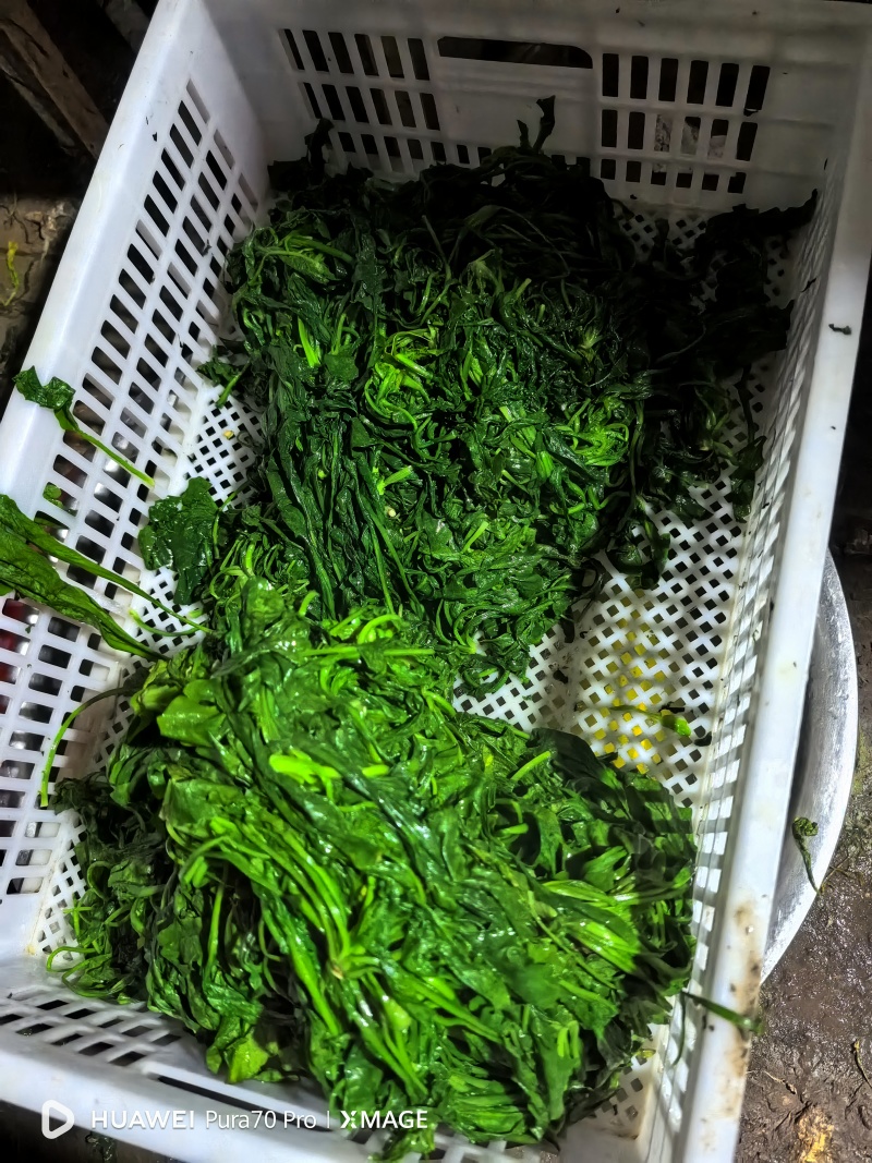纯野生荠荠菜