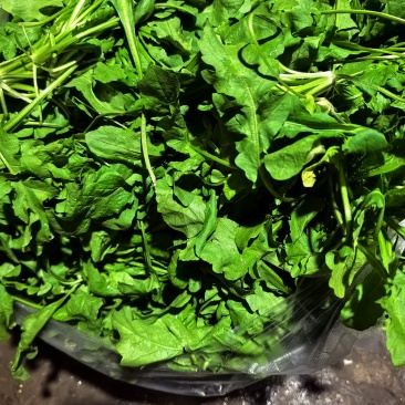 纯野生荠荠菜