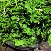 纯野生荠荠菜