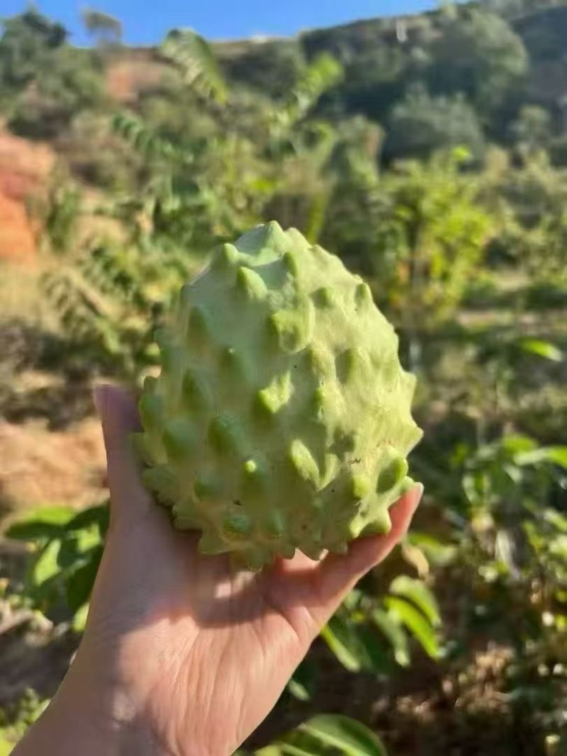 凤梨释迦