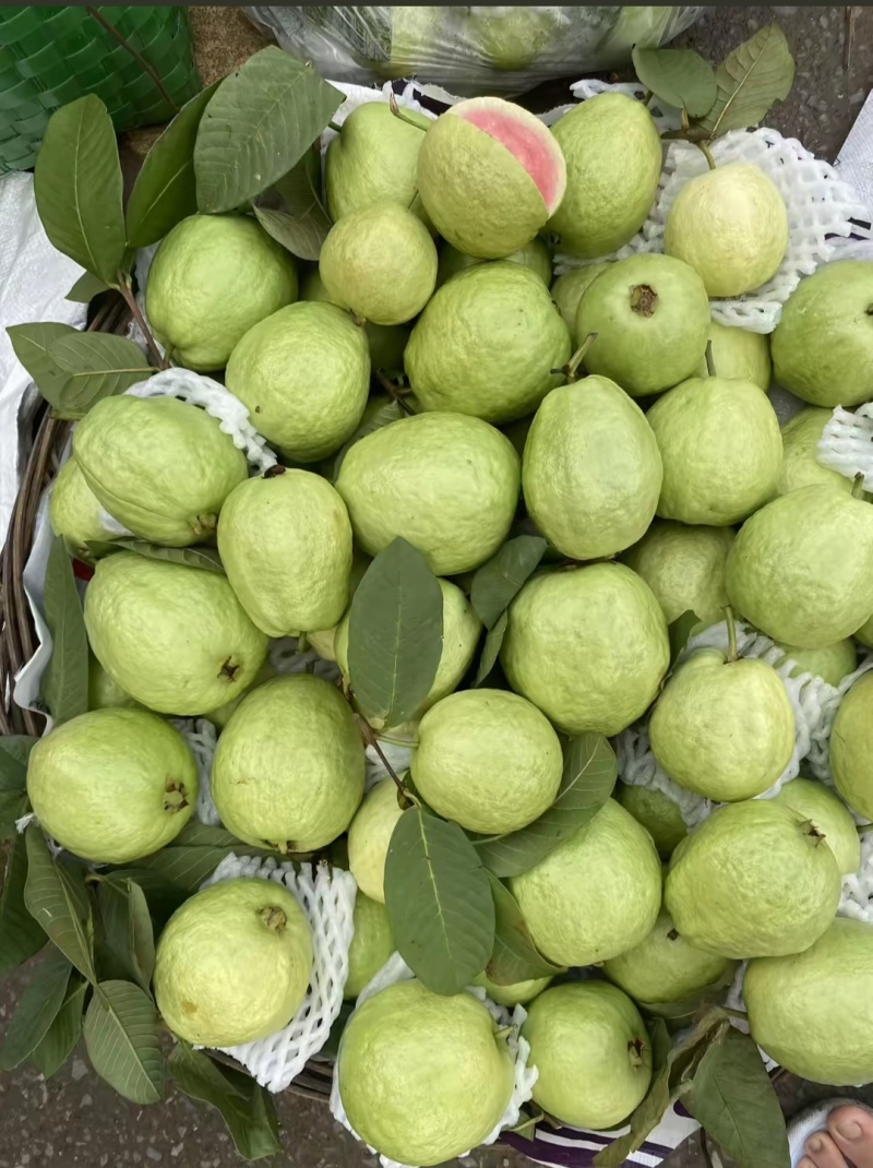 红心芭乐，白心芭乐