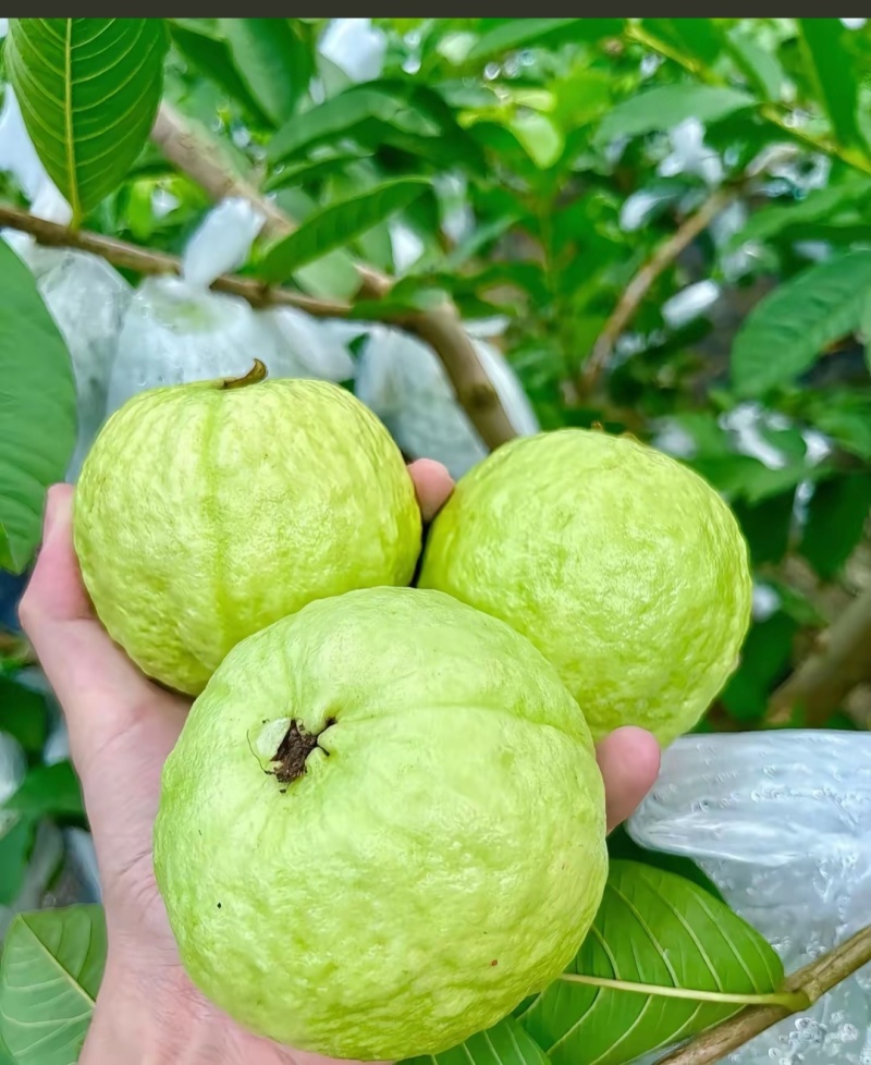 红心芭乐，白心芭乐